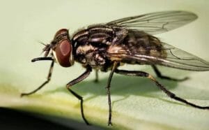 insecticida moscas