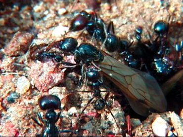 SOLUCIONES QUIMICAS PARA EL CONTROL DE PLAGAS: Hormigas