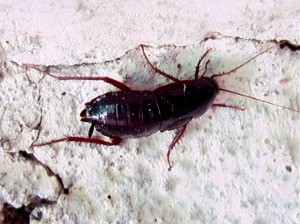 Cucaracha negra. Blatta orientalis